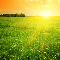 Blumenwiese und Sonnenaufgang